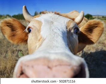 Funny  Cow Close Up