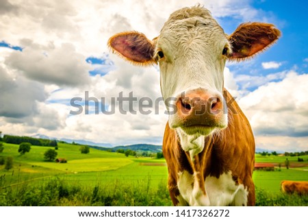 funny cow at the european alps - bavaria