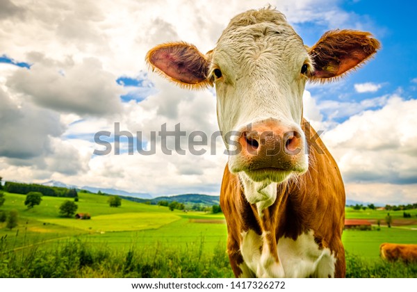 Vache Drole Aux Alpes Europeennes Photo De Stock Modifiable