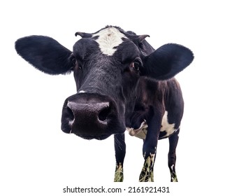 33,941 Cow Face Isolated Images, Stock Photos & Vectors | Shutterstock