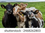 Funny Cow Group Image Background Wallpaper Cow Image Desktop Wallpaper