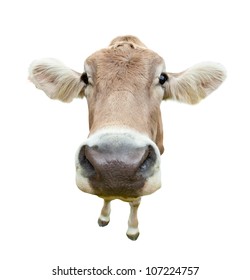 Funny Cow Head Portrait, Isolated On White Background