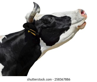 Funny cow isolated on white. Black and white cow portrait close up. Talking crazy cow. Farm animals. - Powered by Shutterstock