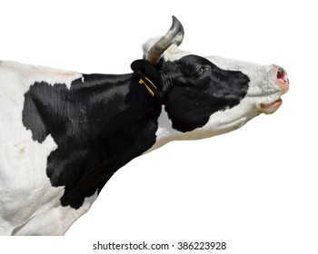 Funny Cow Isolated On White.Cow Portrait. Cow Head Close Up. Farm Animals