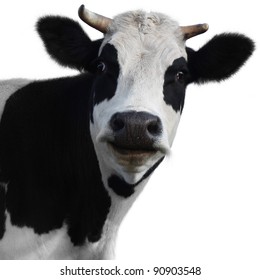 Funny cow isolated on a white background