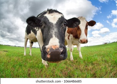 funny cow nose close up outdoors