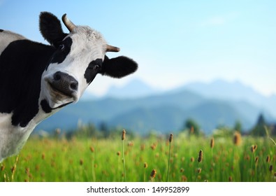 Funny cow on a green meadow looking to a camera with Alps on the background