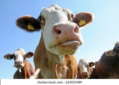 Funny Cow Photo - A Cow Stretching Out Her Tongue