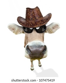 cow with a hat on