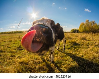 Funny Cow Showing Tongue In Countryside Green Grass Field