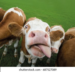 funny-cow-sticking-out-tongue-260nw-687527089.jpg