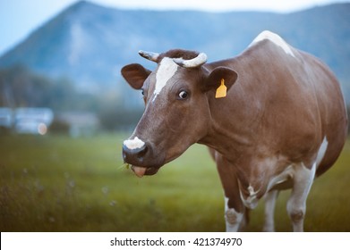 Funny Cow With A Tongue Out