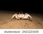 Funny crab in the dark of the night on the beach in search of prey