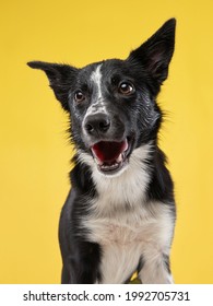 funny crazy dog. Happy Border Collie with curve muzzle. Pet on a yellow background - Shutterstock ID 1992705731