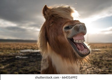 Funny and crazy Icelandic horse