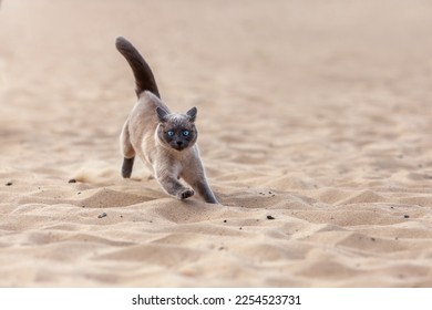 Funny crazy thai cat running on the sand outdoors at the summer beach. Portrait of siamese cat in motion at nature.  - Powered by Shutterstock