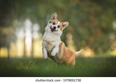 Funny and crazy welsh corgi pembroke with his tongue hanging out jumping among the grass in the forest and looking directly into the camera against the background of a summer sunset landscape