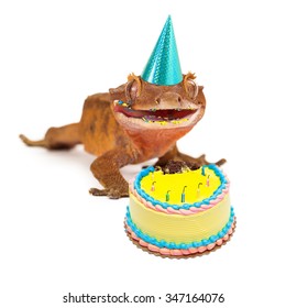 A Funny Crested Gecko Wearing A Birthday Party Hat With A Messy Face From Eating Cake