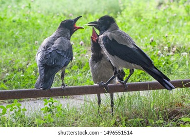 Funny Crow Family - Adult Feeding His Kids