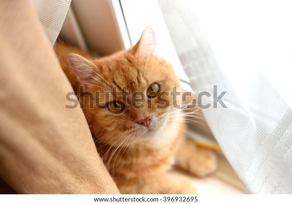 Funny Curious Ginger British Short Hair Stock Photo Edit Now