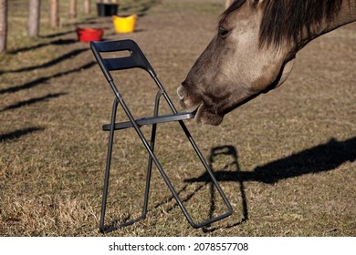Funny curious horse plying with chair on a paddock. Lusitano horse biting object.