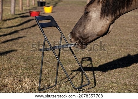 Similar – Image, Stock Photo Cute and curious horse
