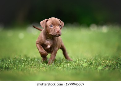 funny curious pit bull puppy standing on grass in summer