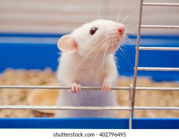 Funny curious white rat looking out of a cage (shallow DOF, selective focus on the rat nose and whiskers)