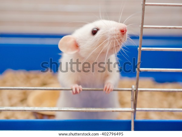 Funny curious white\
rat looking out of a cage (shallow DOF, selective focus on the rat\
nose and whiskers)