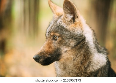 Funny Curious Young Puppy Gray Wolf. Close Up Portrait Of Cub Wolf, Canis Lupus, Gray Wolf, Grey Wolf.