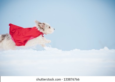 Funny Curly Super Hero Dog Wearing The Red Cloak Running Fast On Blue Sky Background