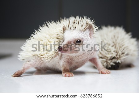 Funny Cute Baby Hedgehog Makes Funny Stock Photo Edit Now