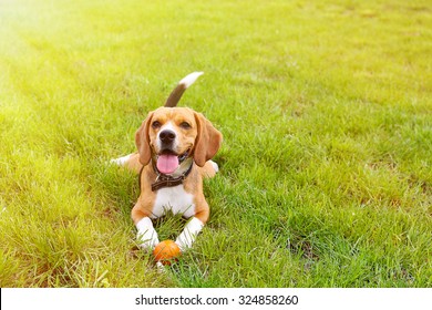 Funny cute beagle dog in park on green grass - Shutterstock ID 324858260