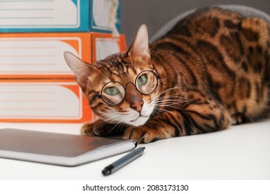 Funny Cute Bengal Cat Wearing Eye Glasses At Office Table, Working On Dark Gray Background, Looking At Camera.Creative Photo Of Animal, Pet.Professor, Employee Concept.