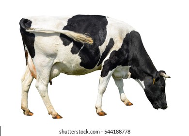 Funny cute cow isolated on white. Talking black and white cow. Funny curious cow. Farm animals. Cow, standing full-length in front of white background
