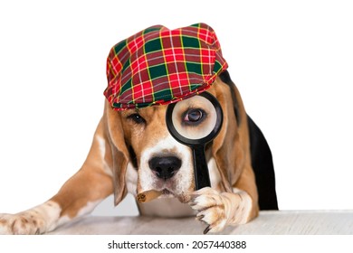 funny cute dog beagle looks attentively in a magnifying glass on a white background, detective  - Shutterstock ID 2057440388