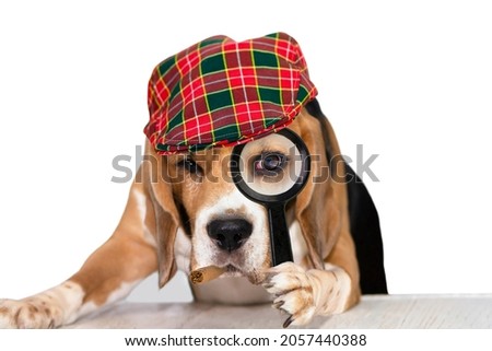 funny cute dog beagle looks attentively in a magnifying glass on a white background, detective 