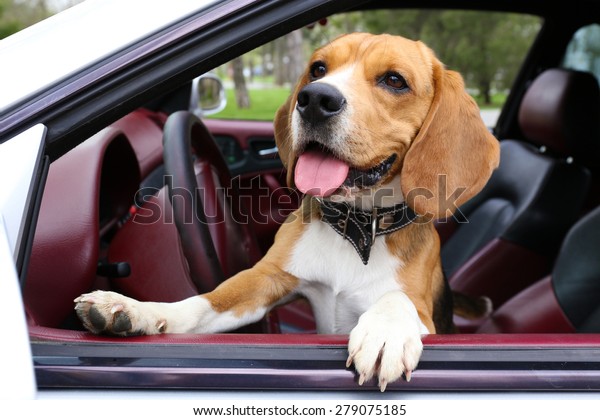Funny cute dog in\
car
