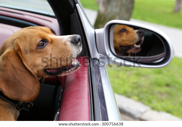 Funny cute dog in\
car