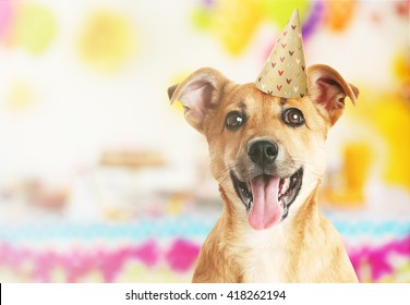 Funny Cute Dog Celebrating His Birthday Party