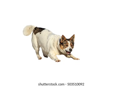 Funny Cute Dog Playing And Barking On A White Isolated Background