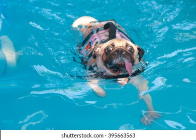 Funny A Cute Dog Pug Swim At A Local Public Pool With Tongue Out And Life Vest