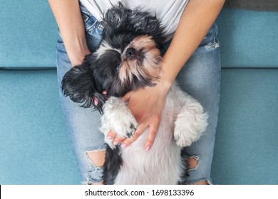 Funny Cute Dog Is Sitting On The Couch In The Girl's Lap. Shih-tzu Breed. Pet. Homeliness.