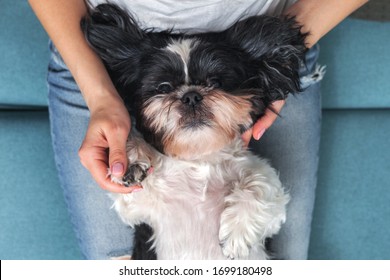 Funny Cute Dog Is Sitting On The Couch In The Girl's Lap. Shih-tzu Breed. Pet. Homeliness.