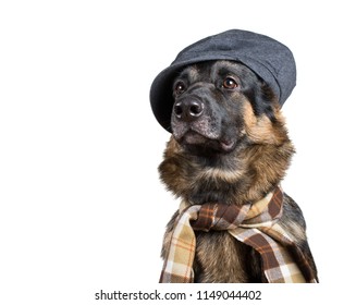 Funny Cute Dog Wearing A Flat Cap And A Scarf (isolated On White), Copy Space On The Left