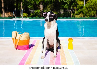 Funny Cute Dog Wearing Sunglasses On Summer Vacation At Swimming Pool.