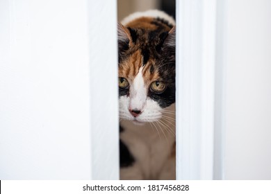 Funny Cute Expression Face Of Female Calico Cat Entering Room Pushing Door Out Of Way With Head, Mischief Guilty Kitty In Home Inside House