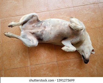 Funny cute Fat dog sleeps upside down with smiling eyes and lying on floor, Because it's sweet dream. Top view