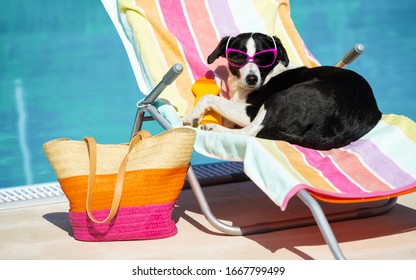 Funny cute female dog sunbathing on summer vacation wearing sunglasses. Pet relaxing on a hammock at swimming pool.