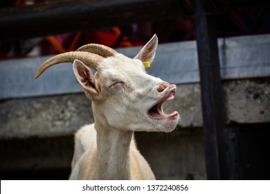 Funny But Cute Goat